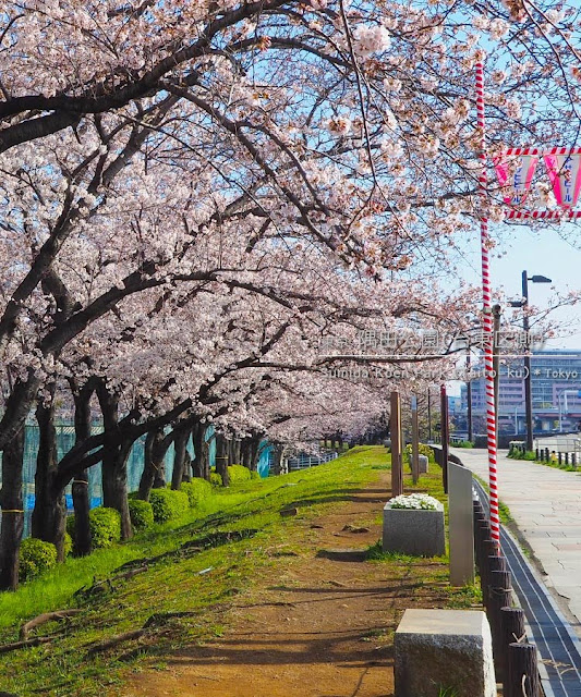 隅田川（台東区側）の桜