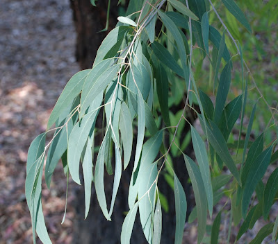 elm tree identification guide. elm tree identification guide.