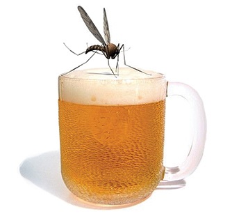 Zanzara su un bicchiere di birra