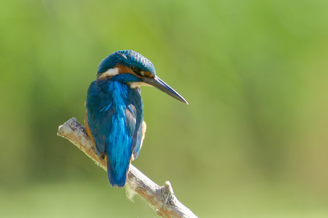 RSPB Rye Meads - Common Kingfisher छोटा किलकिला, राम चिरैया, शरीफन, निता मछराला  (Alcedo atthis)