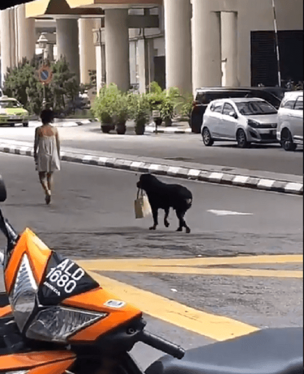 Rottweiler Carries A Malaysian Lady's Bag From The Bank