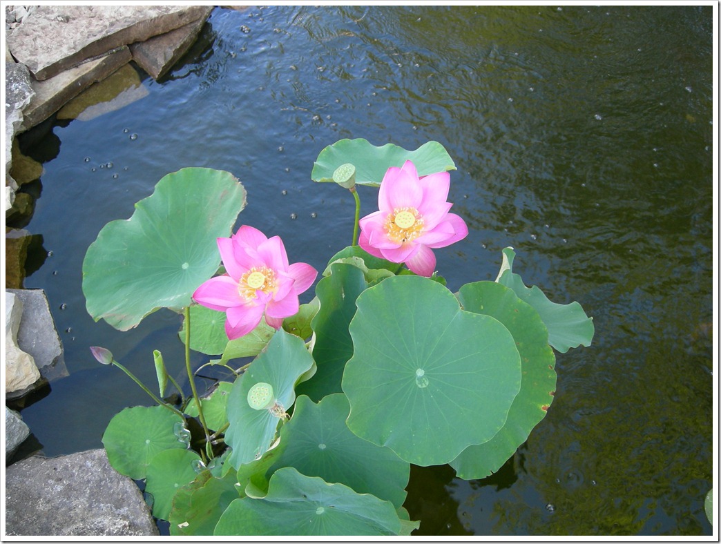 Lotus bloom 001