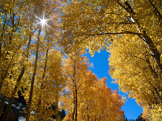 autumn colors inyo national (10)