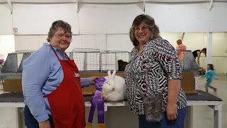 Giant Angora Rabbit