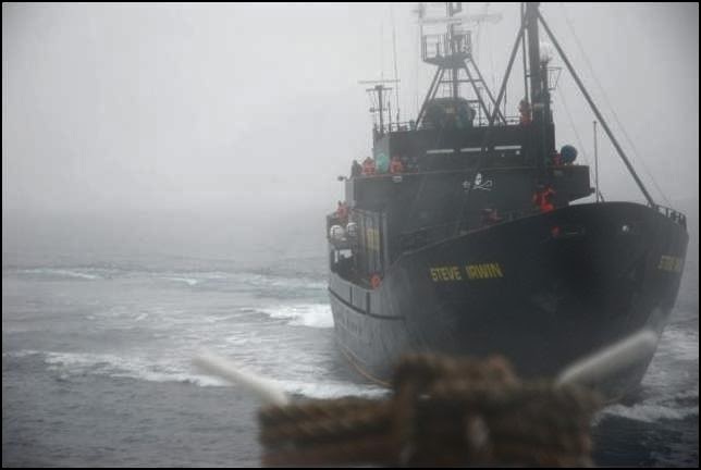 yardy yardy yardy: sea shepherd searches for missing yacht