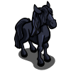 Black beauty foal