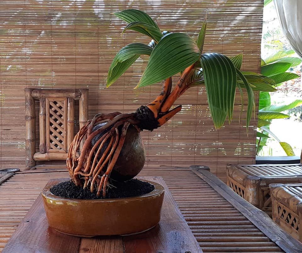  Kelapa  Hias Mini bonsai  kelapa  
