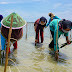 Padat Karya Penanaman Mangrove Pulihkan Ekonomi Nasional: Dunia, Kita Peduli Lingkungan