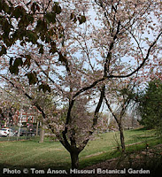 Autumn Flowering Cherry Tree2