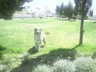 Australian Shepherd