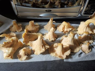 Chanterelle bonanza