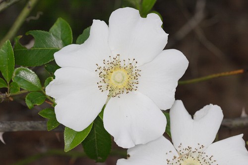 cherokee rose. Cherokee Rose