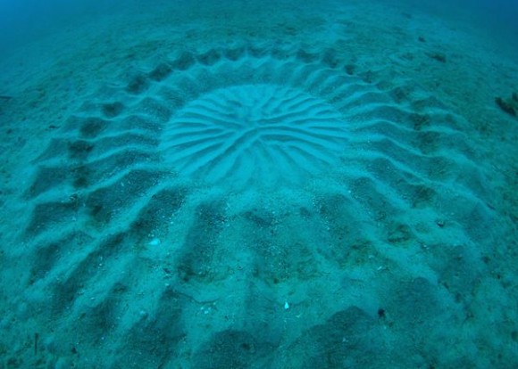 Crop Circle Di Bawah Laut