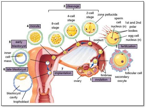 22+ Pengertian Fertilisasi