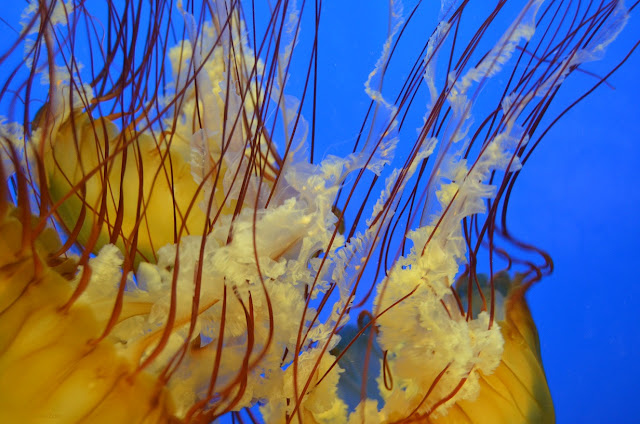 Yellow and orange sea nettle jellyfish with entangled tentacles