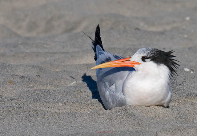 Elegant Tern