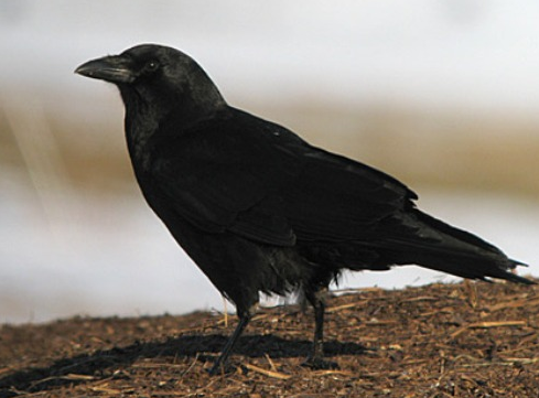 Auspicious Bird Black Crow and Its Religious Importance