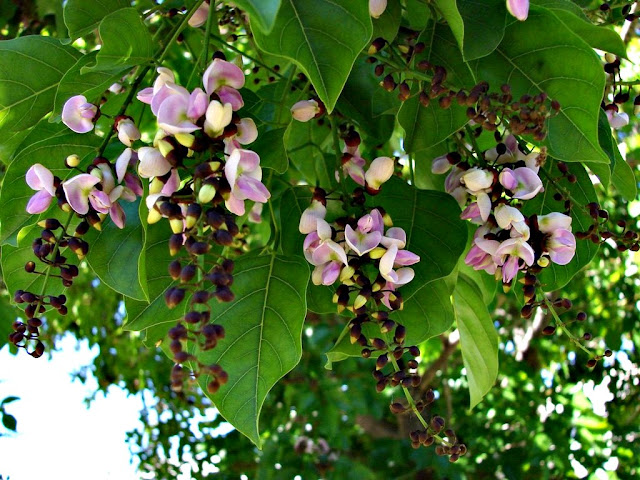 Pongamia Trees with Pink Flowers