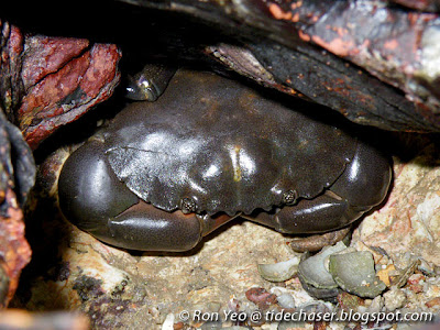 Spotted-belly Forceps Crab (Ozius guttatus)