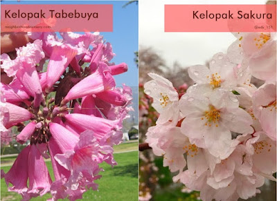 Perbedaan Bunga Tabebuya Vs Sakura