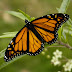 Borboleta-monarca (Danaus plexippus)
