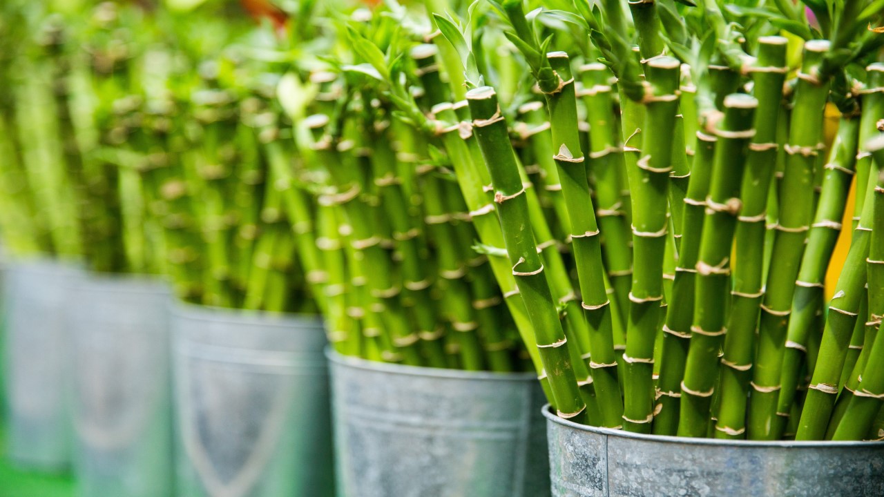 Bambu Da Sorte Interior