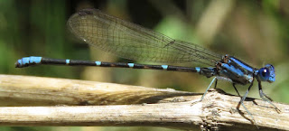 Argia sedula, Blue-ringed Dancer