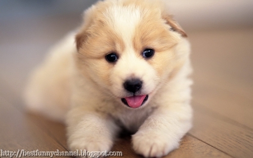 Nice cute puppy.