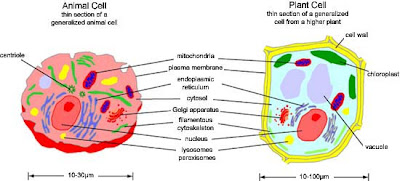 Sammy's Science Blog: Difference Between Animal and Plant Cell
