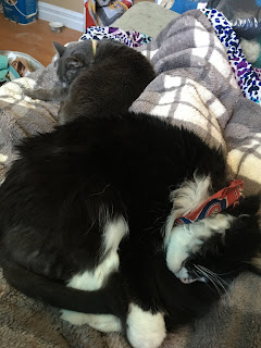 A black and white fluffy cat curled up sleeping on the photographer, while a silver tabby cat is curled up sleeping next to the photographer's legs, effectively pinning the blankets down making it near impossible for the photographer to move.