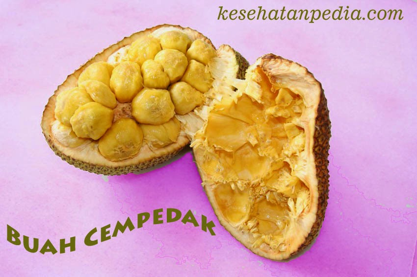 Manfaat Buah Cempedak  untuk Kesehatan kesehatanpedia