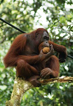 Orangután cast., orang-otang port. Voz compuesta de las malayas * (* de tres puntos) orang, "hombre" y hútan, "bosque," hombre de los bosques. Marcel Devic.