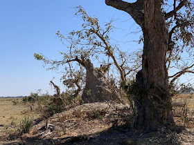 walking safari delta okavango: vegetazione