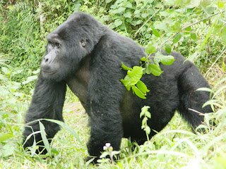  safari, transfer to Bwindi impenetrable Forest, southwestern Uganda for your gorilla trek.