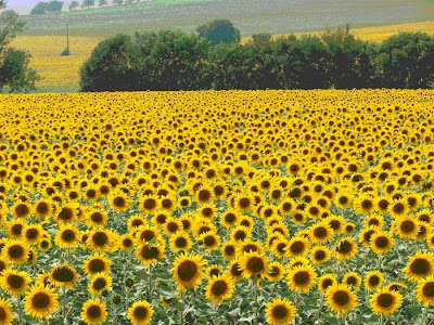 sunflower pictures