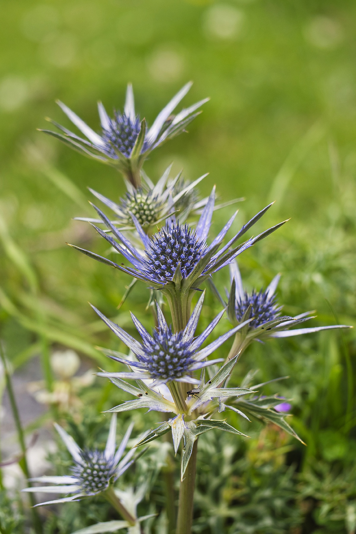 Eryngium bourgatii