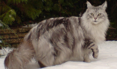 MaineCoon