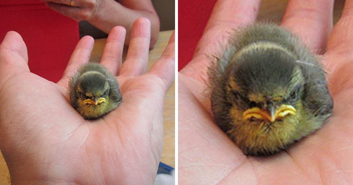 26 Adorable Pictures Of Angry Animals