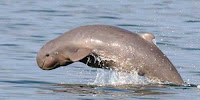 Delfín beluga del río Irrawaddy