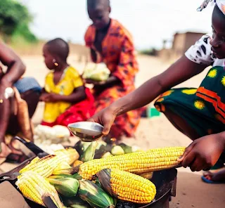 Corn has cultural significance in many African societies.