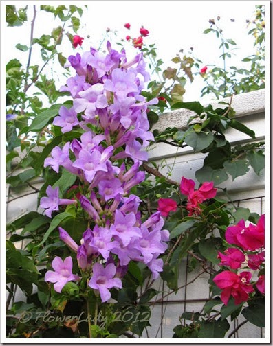 05-19-thunbergia4