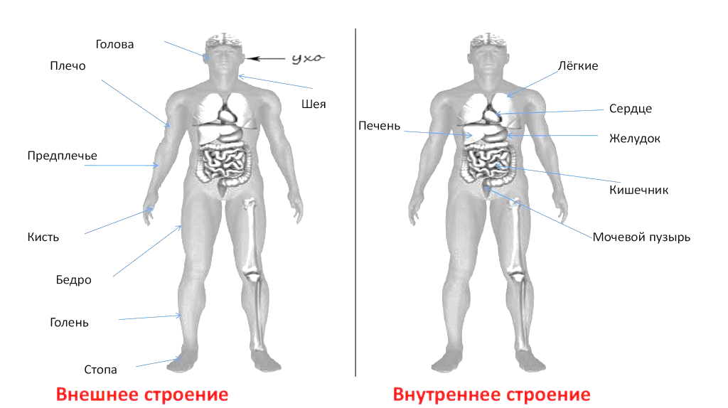 Кости позвоночника бедро и печень. Строение тела. Строение человека. Внешнее строение организма человека. Внешнее и внутренне строение человека.