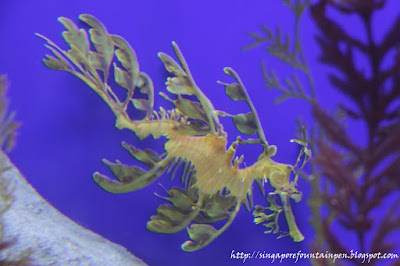 Animal Planet Mermaid on Plant Or Animal  It S The Dragon Fish  Looks Like It Came Out Of Lab