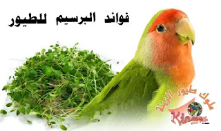 فوائد البرسيم الأخضر لطيور الزينة