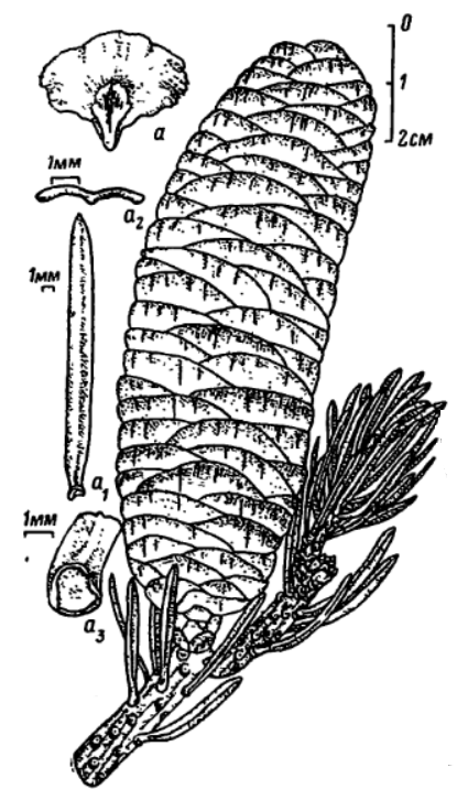 Пихта цельнолистная / Пихта чёрная (Abies holophylla)