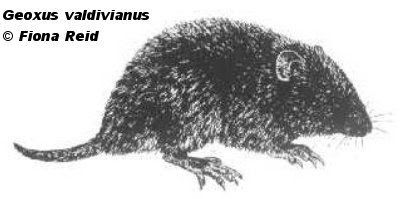 Ratón musaraña patagónico Geoxus valdivianus