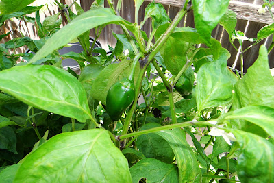 Hot Big Guy Peppers on Alejandro farm