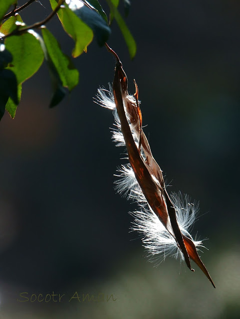 Trachelospermum asiaticum