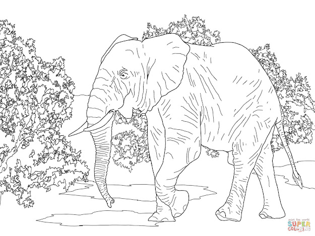 African Forest Elephant Walking