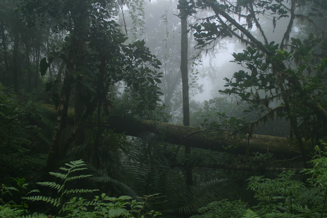 Chirripo National Park  